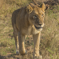 Buy canvas prints of Lioness in South Africa by colin chalkley