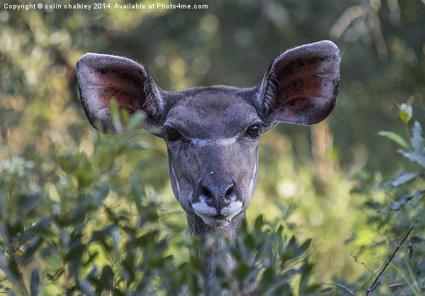 Female Kudu in South Africa Picture Board by colin chalkley