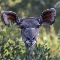 Buy canvas prints of Female Kudu in South Africa by colin chalkley