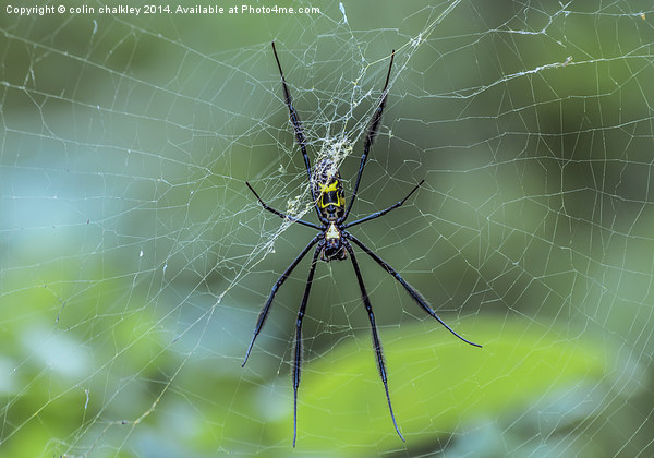 Female Golden Orb Spider Picture Board by colin chalkley