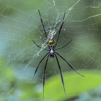 Buy canvas prints of Female Golden Orb Spider by colin chalkley