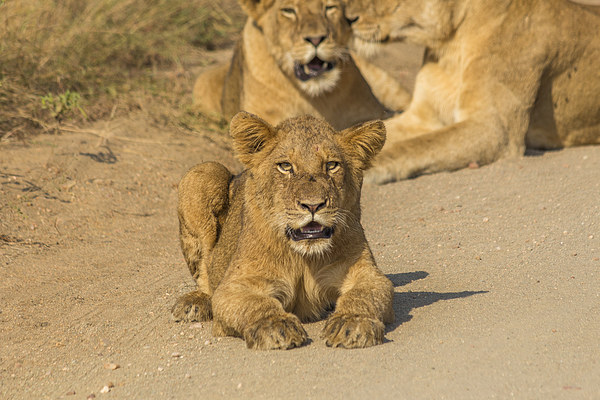 Lion Cub in Kruger National Park Picture Board by colin chalkley
