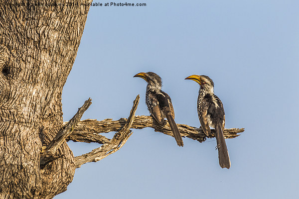 Southern Yellow Billed Hornbill Picture Board by colin chalkley