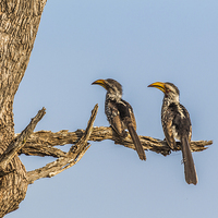 Buy canvas prints of Southern Yellow Billed Hornbill by colin chalkley