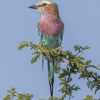 Buy canvas prints of Lilac Breasted Roller by colin chalkley