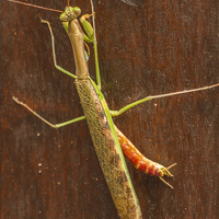 Buy canvas prints of South African Praying Mantis by colin chalkley