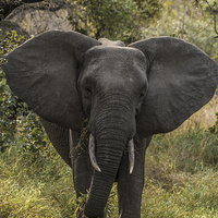 Buy canvas prints of African Elephant by colin chalkley