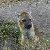 Buy canvas prints of Hyena by colin chalkley