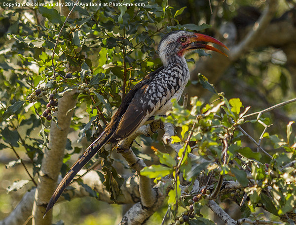 Red Billed Hornbill Picture Board by colin chalkley