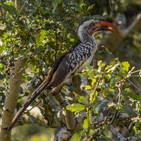 Buy canvas prints of Red Billed Hornbill by colin chalkley
