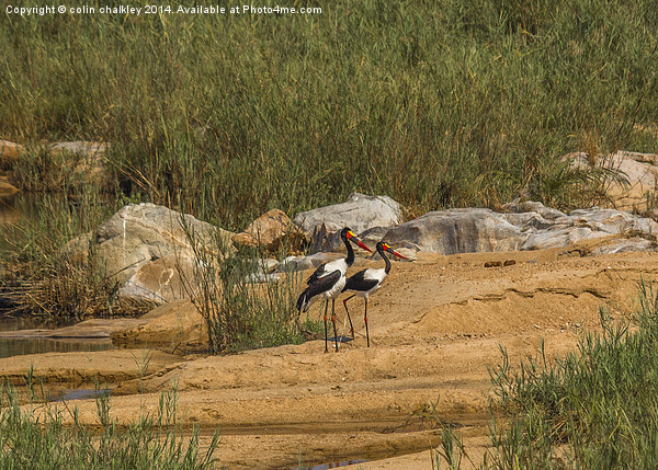A pair of Saddle-Billed Storks Picture Board by colin chalkley