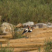 Buy canvas prints of A pair of Saddle-Billed Storks by colin chalkley
