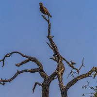 Buy canvas prints of Brown Snake Eagle by colin chalkley