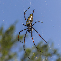 Buy canvas prints of Pregnant Female Golden Orb Spider by colin chalkley
