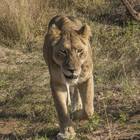 Buy canvas prints of Lioness in Kruger by colin chalkley