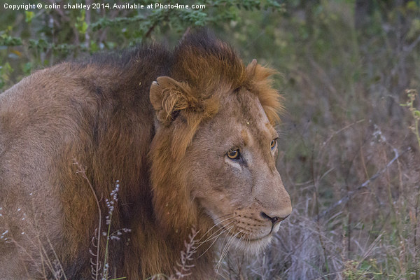 Lion in Kwa Madwala Reserve Picture Board by colin chalkley
