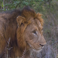 Buy canvas prints of Lion in Kwa Madwala Reserve by colin chalkley