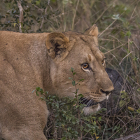 Buy canvas prints of Lioness in Kwa Madwala Reserve by colin chalkley
