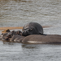 Buy canvas prints of Hippo Family in Kruger Park by colin chalkley