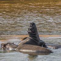 Buy canvas prints of Family of Hippo in Kruger Park by colin chalkley