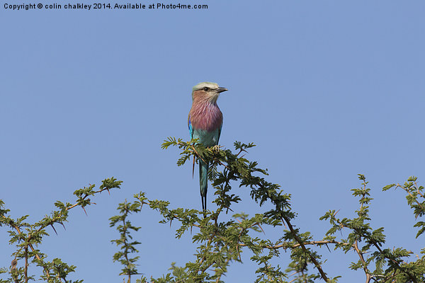 Lilac Breasted Roller - Kruger Picture Board by colin chalkley