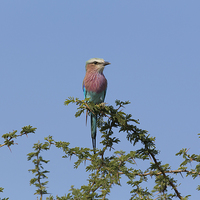 Buy canvas prints of Lilac Breasted Roller - Kruger by colin chalkley