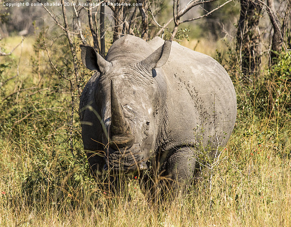 African White Rhinoceros Picture Board by colin chalkley