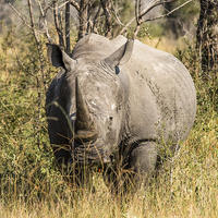 Buy canvas prints of African White Rhinoceros by colin chalkley