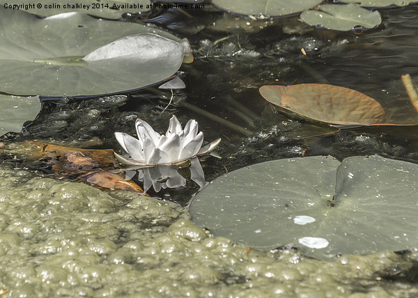 A Lonely Waterlily Picture Board by colin chalkley