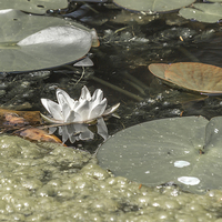 Buy canvas prints of A Lonely Waterlily by colin chalkley