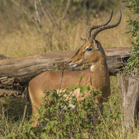 Buy canvas prints of Male Impala in Kruger National Park by colin chalkley