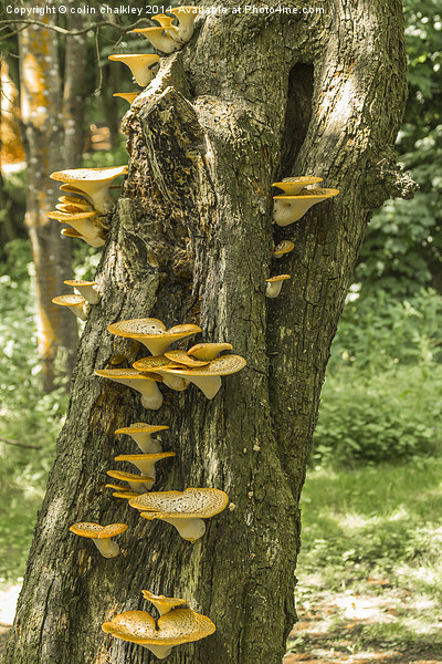 Yellow Tree Fungi Picture Board by colin chalkley