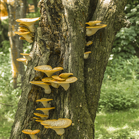 Buy canvas prints of Yellow Tree Fungi by colin chalkley