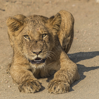 Buy canvas prints of Lion Cub in Kruger National Park by colin chalkley