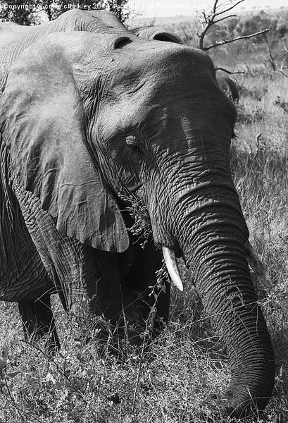 African Elephant in Mono Picture Board by colin chalkley