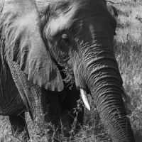Buy canvas prints of African Elephant in Mono by colin chalkley