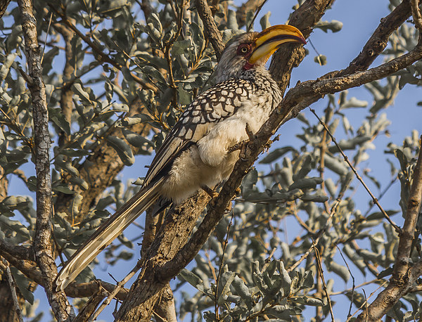 Southern Yellow Billed Hornbill in Kruger Picture Board by colin chalkley
