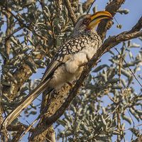 Buy canvas prints of Southern Yellow Billed Hornbill in Kruger by colin chalkley