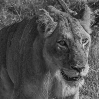 Buy canvas prints of Lioness in Kruger National Park by colin chalkley