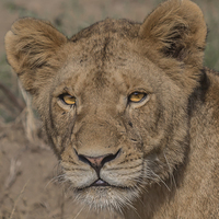 Buy canvas prints of Lioness in Kruger National Park by colin chalkley