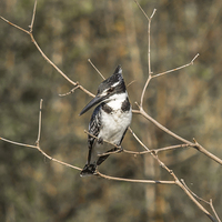 Buy canvas prints of South African Pied Kingfisher by colin chalkley