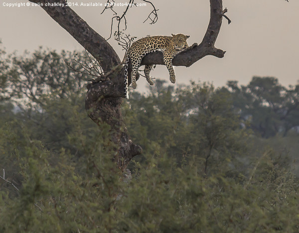 A Leopard at rest in Kruger Park Picture Board by colin chalkley