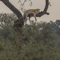 Buy canvas prints of A Leopard at rest in Kruger Park by colin chalkley