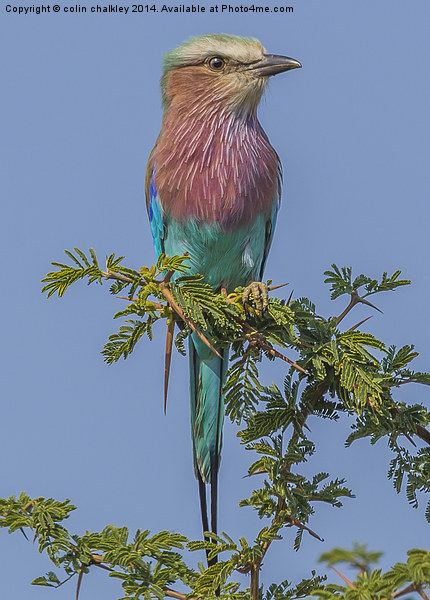 South African Lilac Breasted Roller Picture Board by colin chalkley