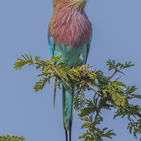 Buy canvas prints of South African Lilac Breasted Roller by colin chalkley