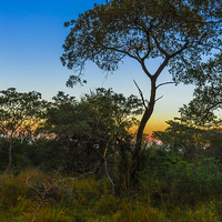 Buy canvas prints of Pre-Dawn in the African Bush by colin chalkley