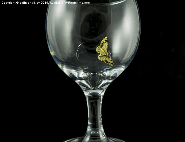 Moth on a wineglass Picture Board by colin chalkley