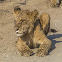 Buy canvas prints of Kruger National Park - Lion Cub by colin chalkley