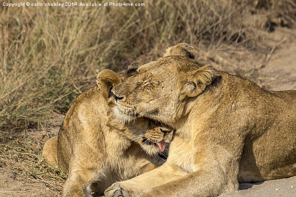 Lioness being groomed by her cub Picture Board by colin chalkley