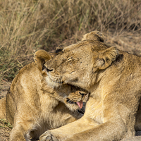 Buy canvas prints of Lioness being groomed by her cub by colin chalkley